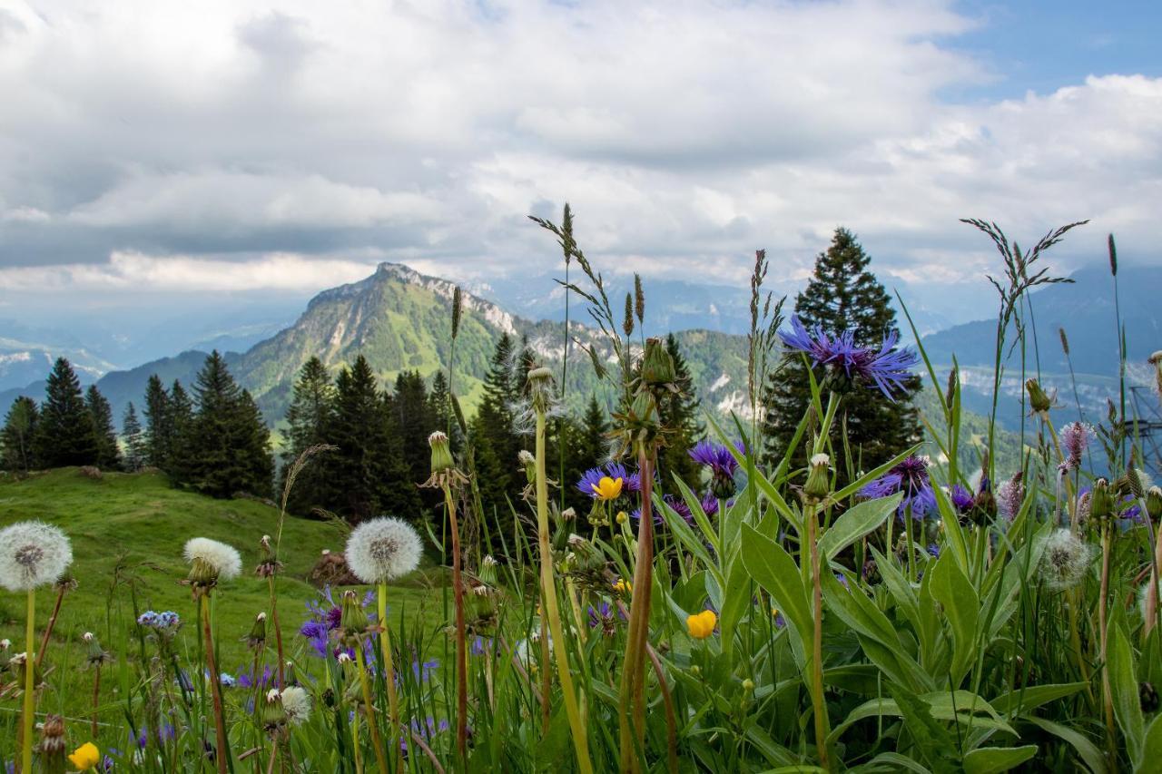 Rigi-Burggeist Alpine Guesthouse Gersau Εξωτερικό φωτογραφία